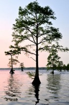 Afloat in the Dismal Swamp