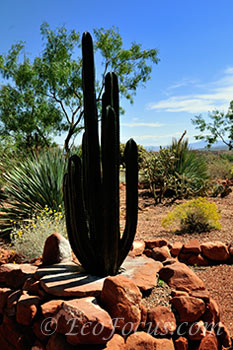 Cactus garden