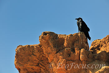 Raven at red butte