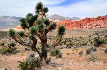 Red Rock Canyon: Las Vegas’ most colorful attraction
